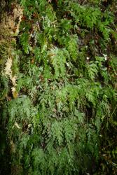 Hymenophyllum rufescens. Plants growing on an old stump, showing the triangular laminae.  
 Image: L.R. Perrie © Te Papa 2012 CC BY-NC 3.0 NZ